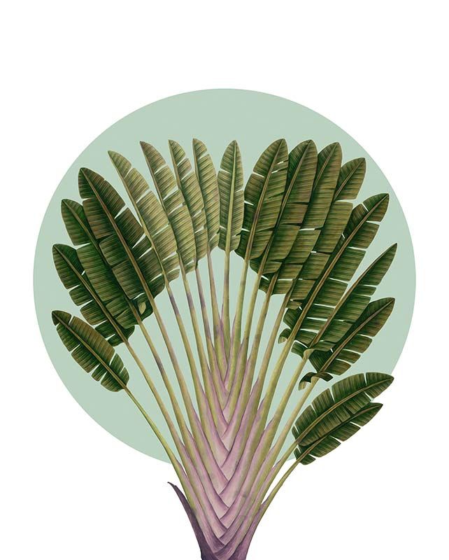Komar Wandbild - Botanical Garden Pinnate Palm  - Größe: 40 x 50 cm