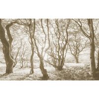 Vlies Fototapete - Bleached Birch - Größe 400 x 250 cm