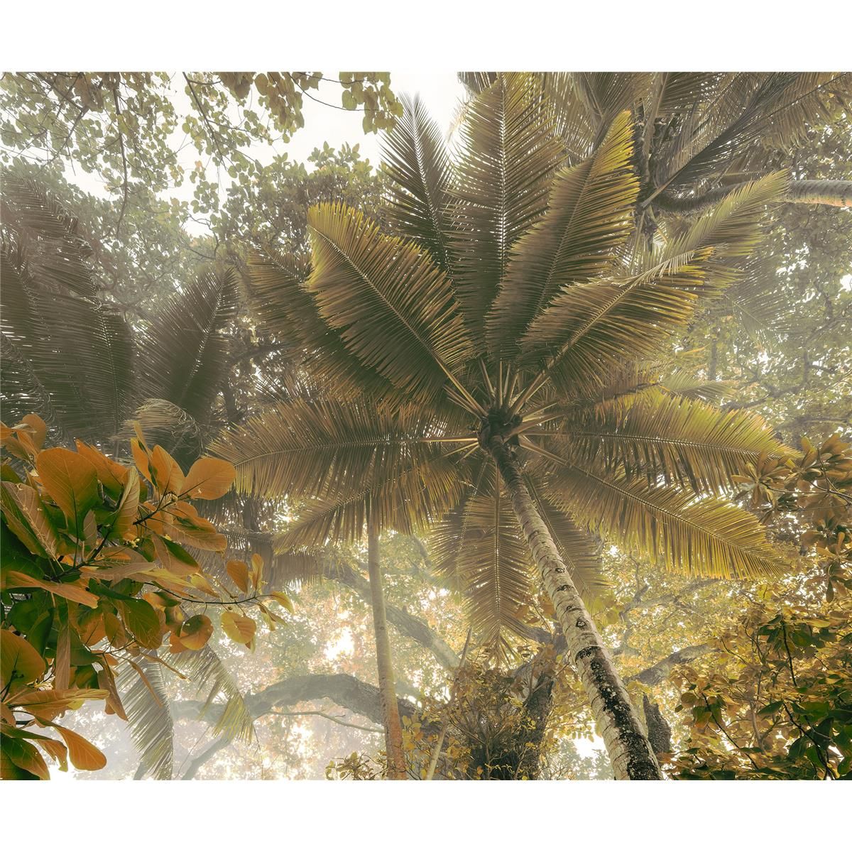 Vlies Fototapete - Palms Panorama - Größe 300 x 250 cm