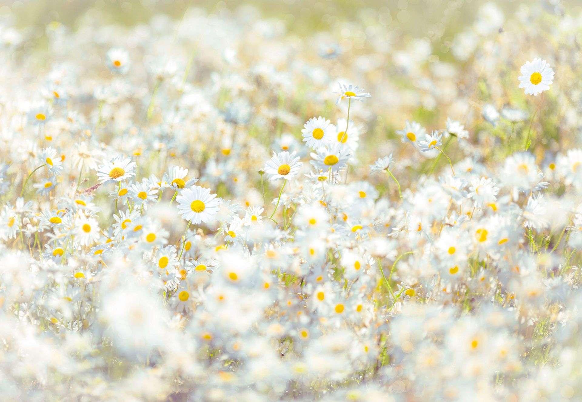 Papier Fototapete - Daisies - Größe 368 x 254 cm