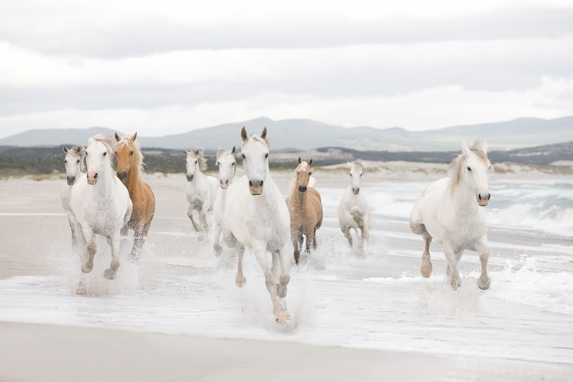 Papier Fototapete - White Horses - Größe 368 x 254 cm