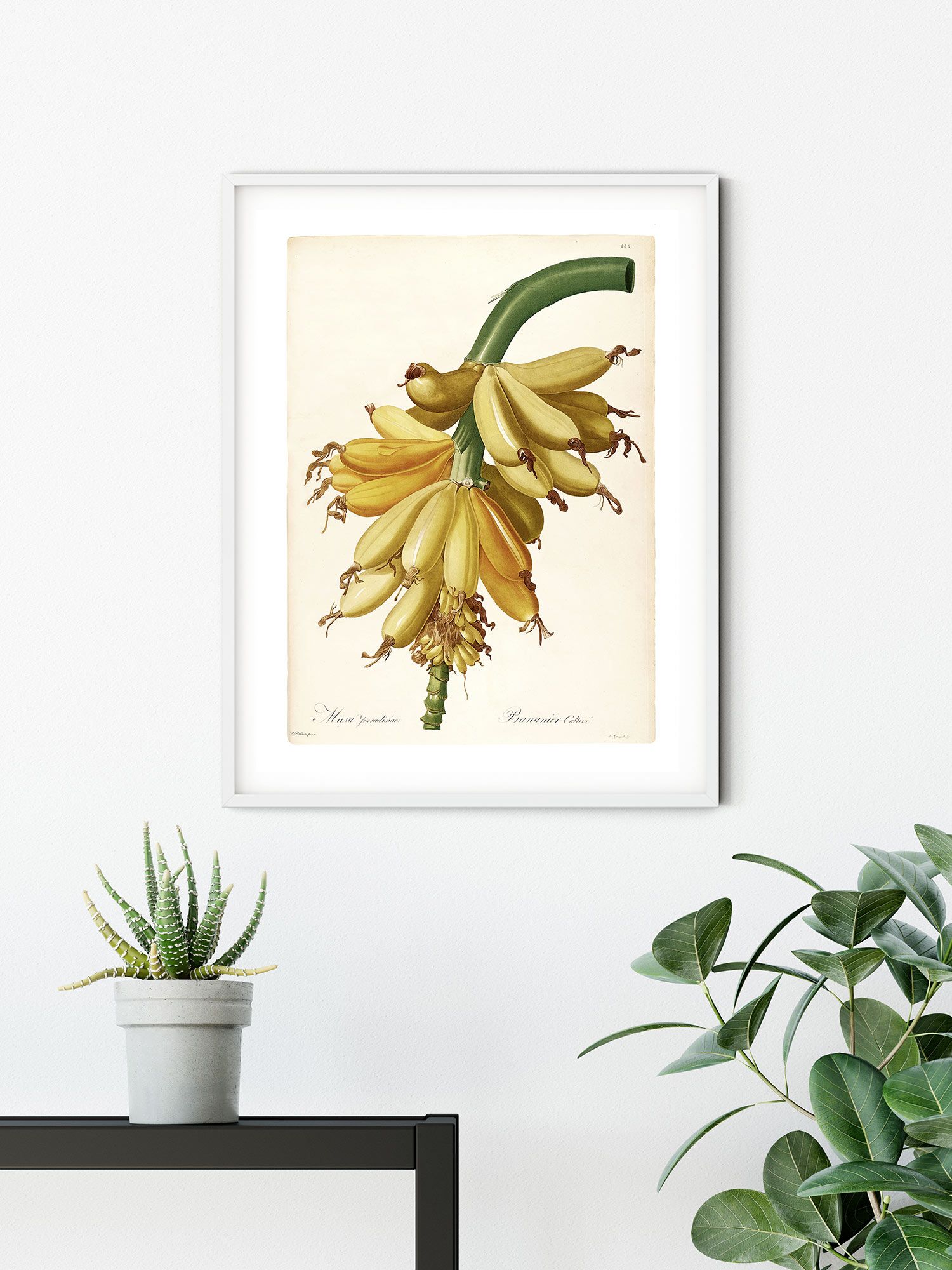 Komar Wandbild - Plantains - Größe: 30 x 40 cm