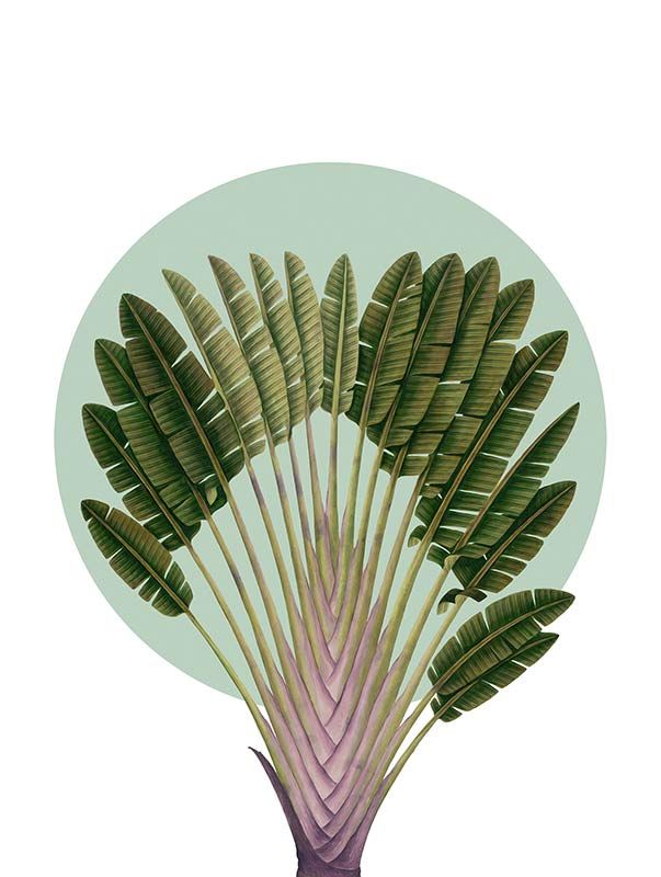 Komar Wandbild - Botanical Garden Pinnate Palm  - Größe: 30 x 40 cm