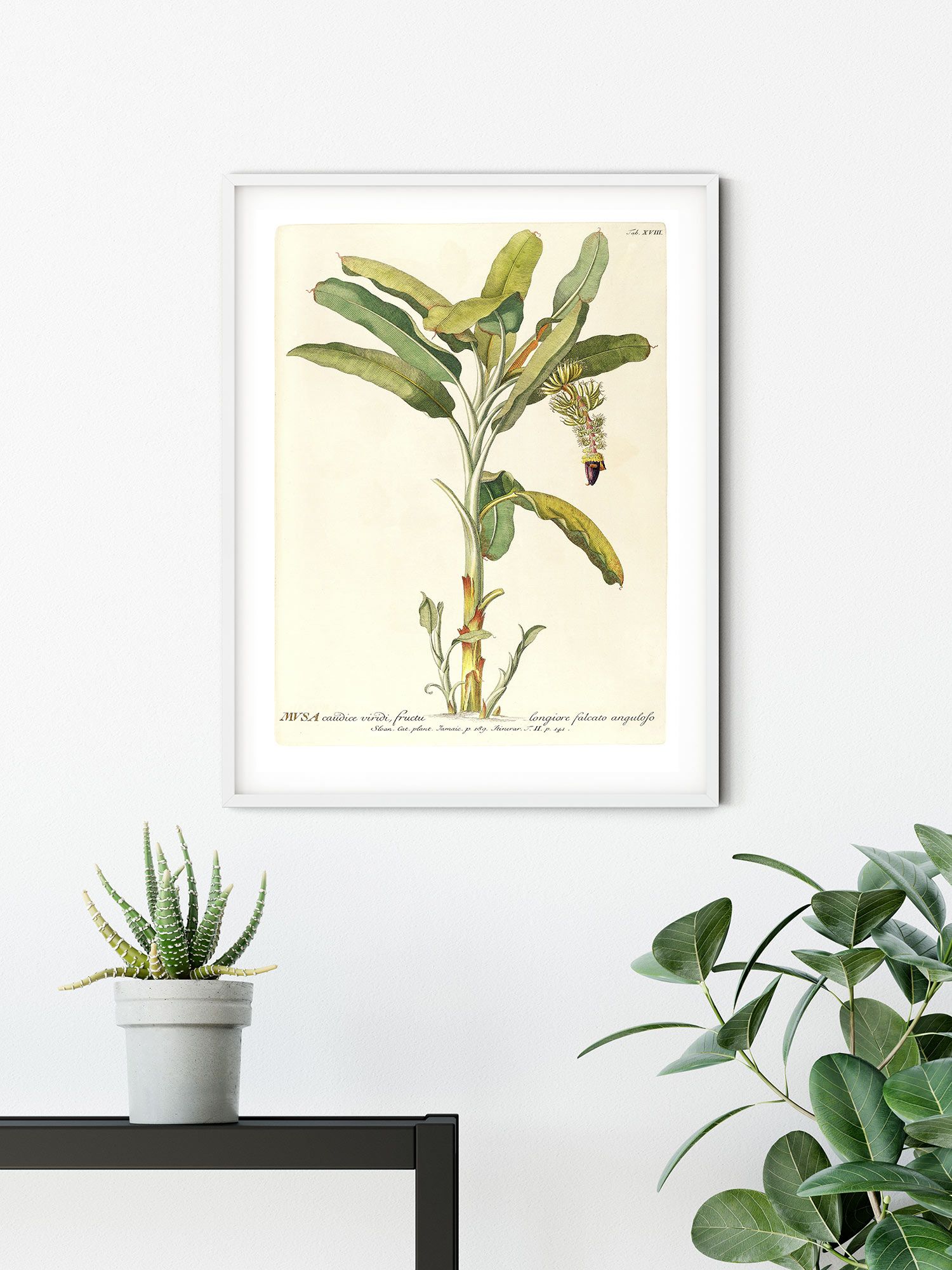 Komar Wandbild - Rainforest Sapling - Größe: 50 x 70 cm