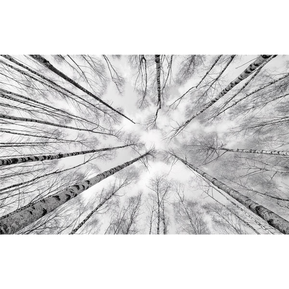 Vlies Fototapete - Weiss-Blau - Größe 450 x 280 cm