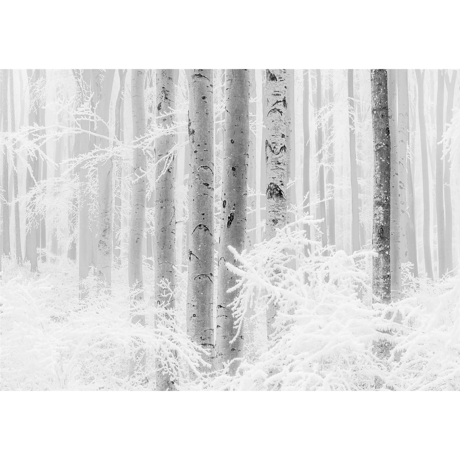 Vlies Fototapete - Winter Wood - Größe 400 x 280 cm