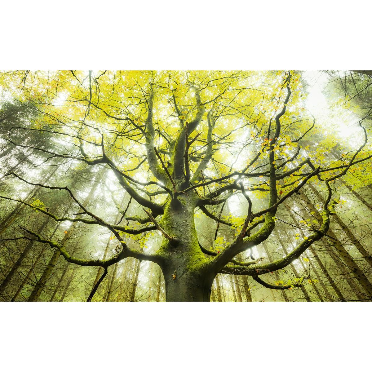 Vlies Fototapete - Der Traumbaum - Größe 450 x 280 cm