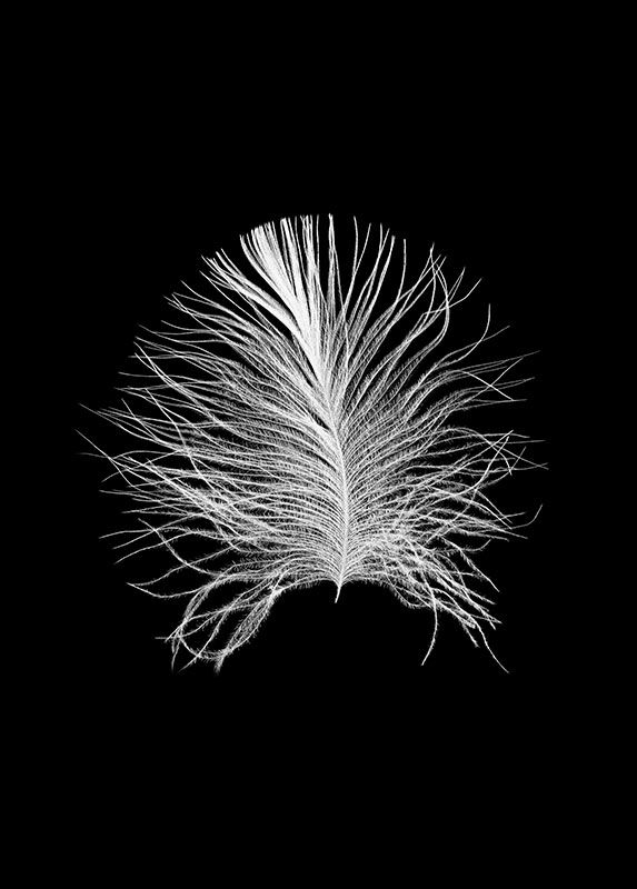 Wandbild - Feather Black - Größe 30 x 40 cm