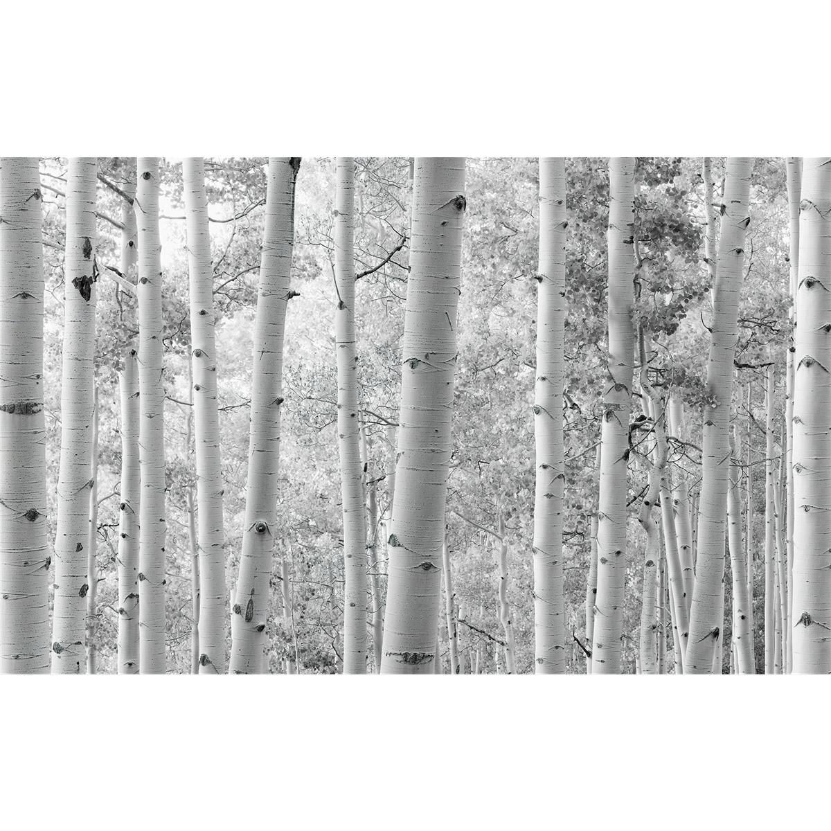 Vlies Fototapete - Espenwald - Größe 450 x 280 cm