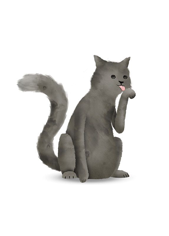 Komar Wandbild - Cute Animal Cat - Größe: 50 x 70 cm
