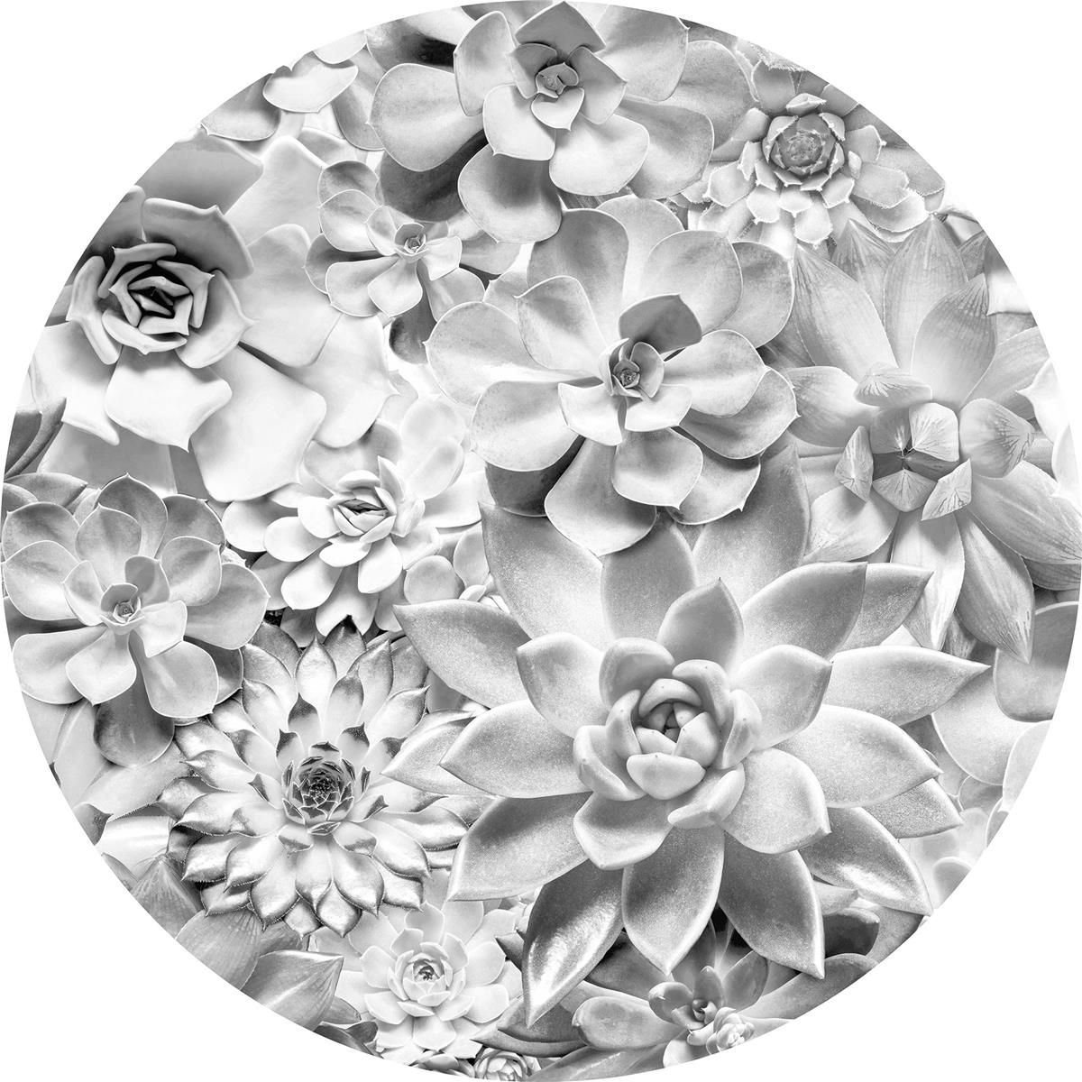 Selbstklebende Vlies Fototapete/Wandtattoo - Echeveria - Größe 125 x 125 cm