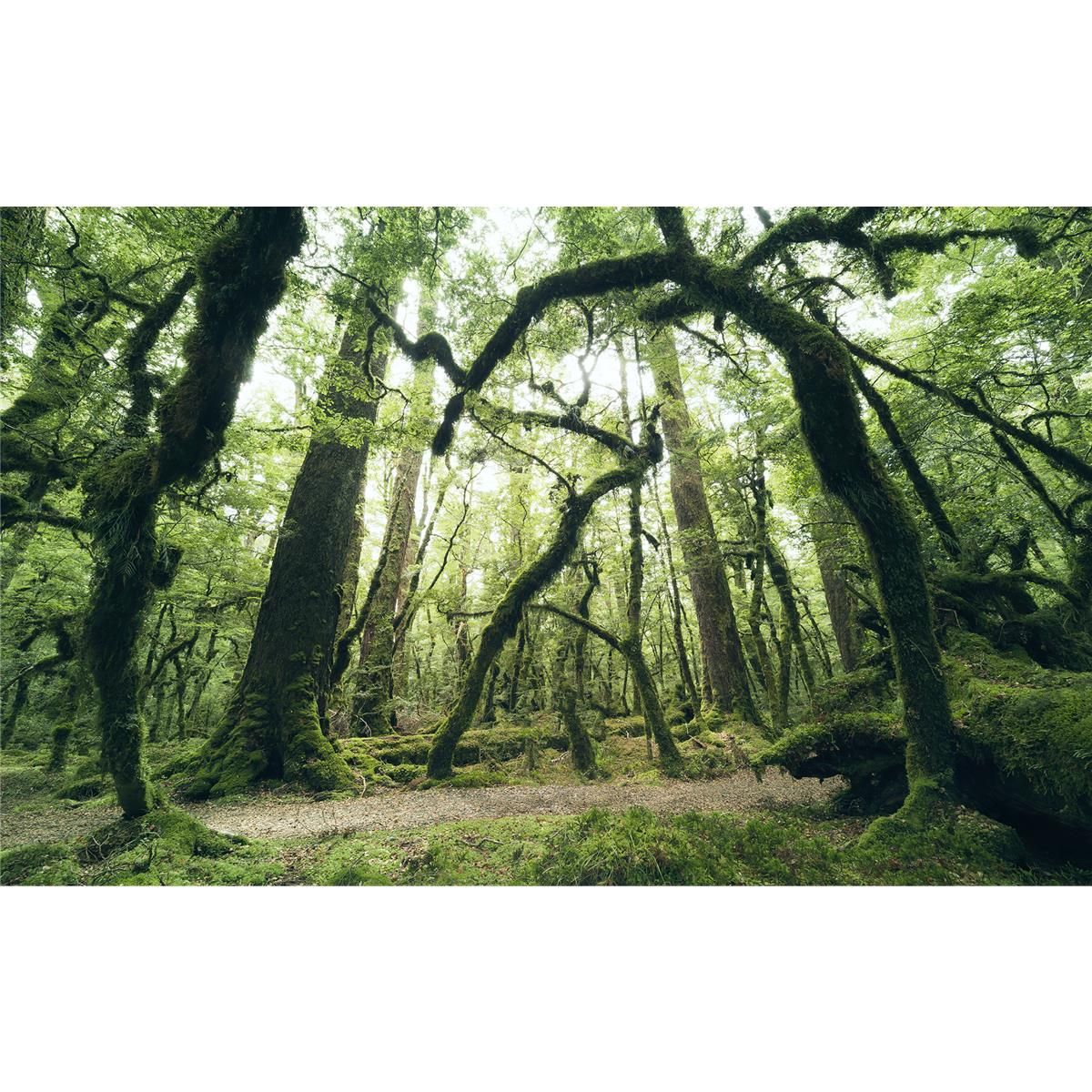 Vlies Fototapete - Ancient Green  - Größe 450 x 280 cm