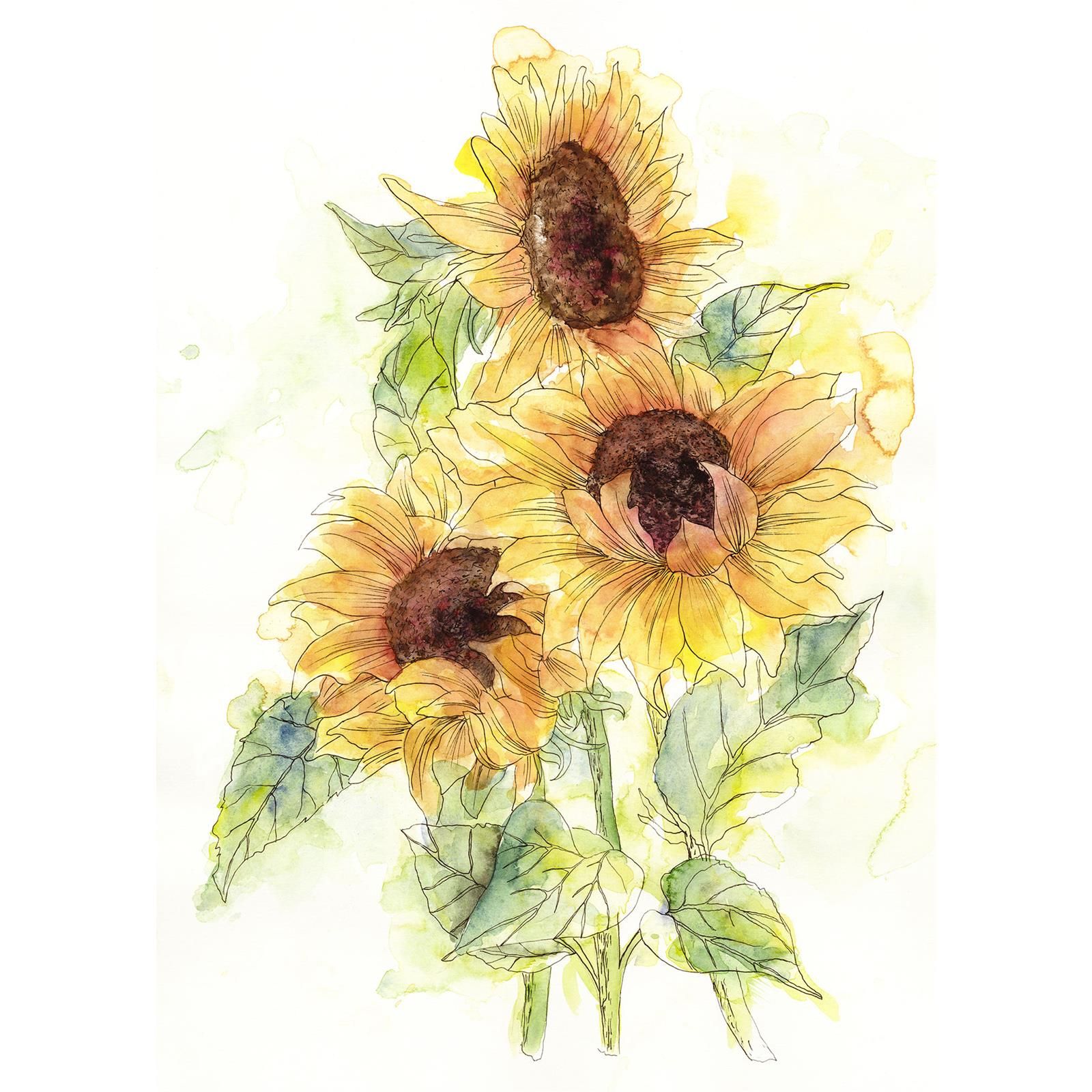Vlies Fototapete - Girasol  - Größe 200 x 250 cm