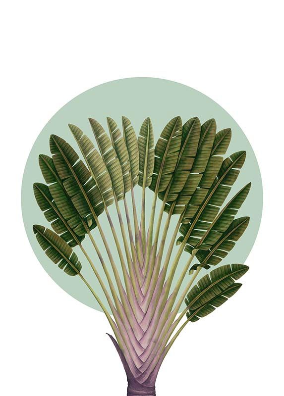 Komar Wandbild - Botanical Garden Pinnate Palm  - Größe: 50 x 70 cm