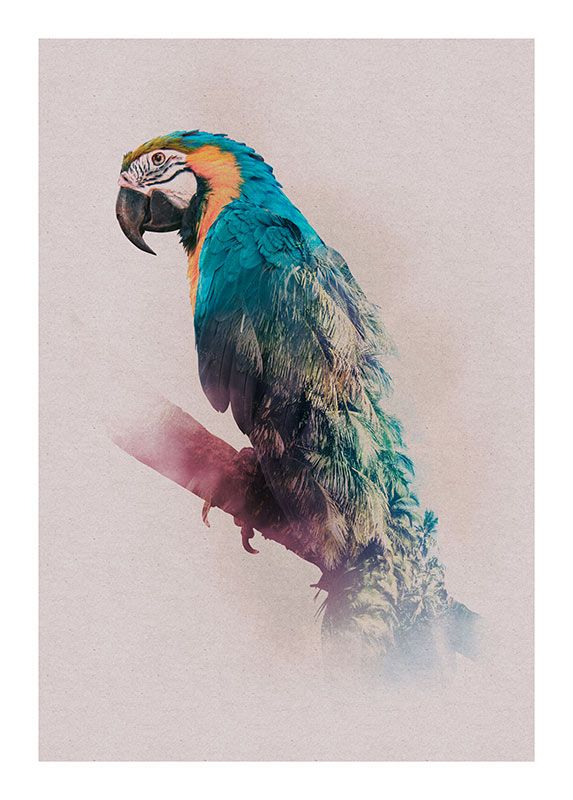 Wandbild - Animals Paradise Parrot - Größe 40 x 50 cm