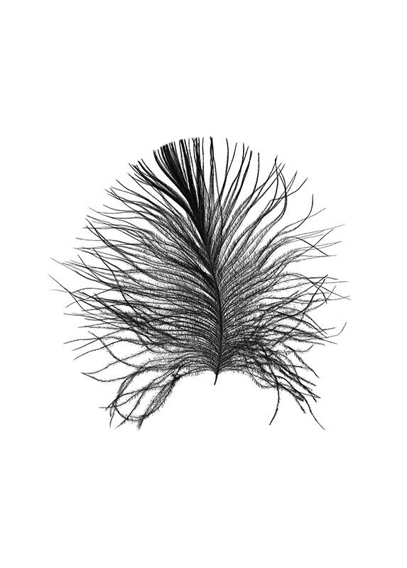 Komar Wandbild - Feather White - Größe: 40 x 50 cm