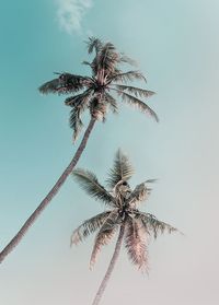 Komar Wandbild - Miami Palms - Größe: 50 x 70 cm