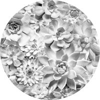 Selbstklebende Vlies Fototapete/Wandtattoo - Echeveria - Größe 125 x 125 cm
