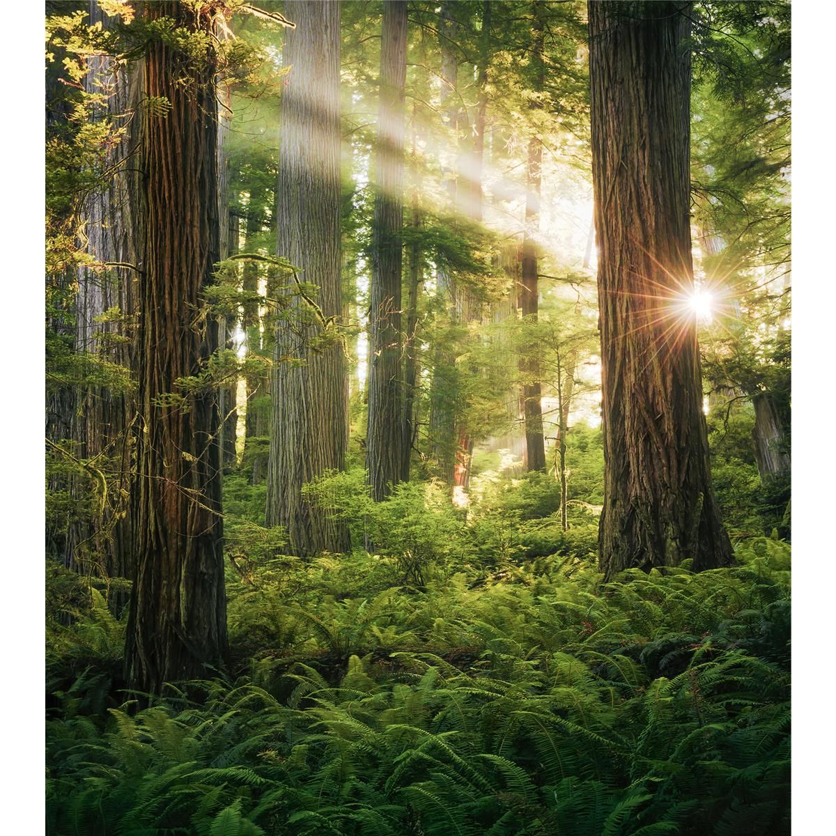 Vlies Fototapete - Goblins Woods - Größe 250 x 280 cm