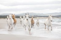 Papier Fototapete - White Horses - Größe 368 x 254 cm