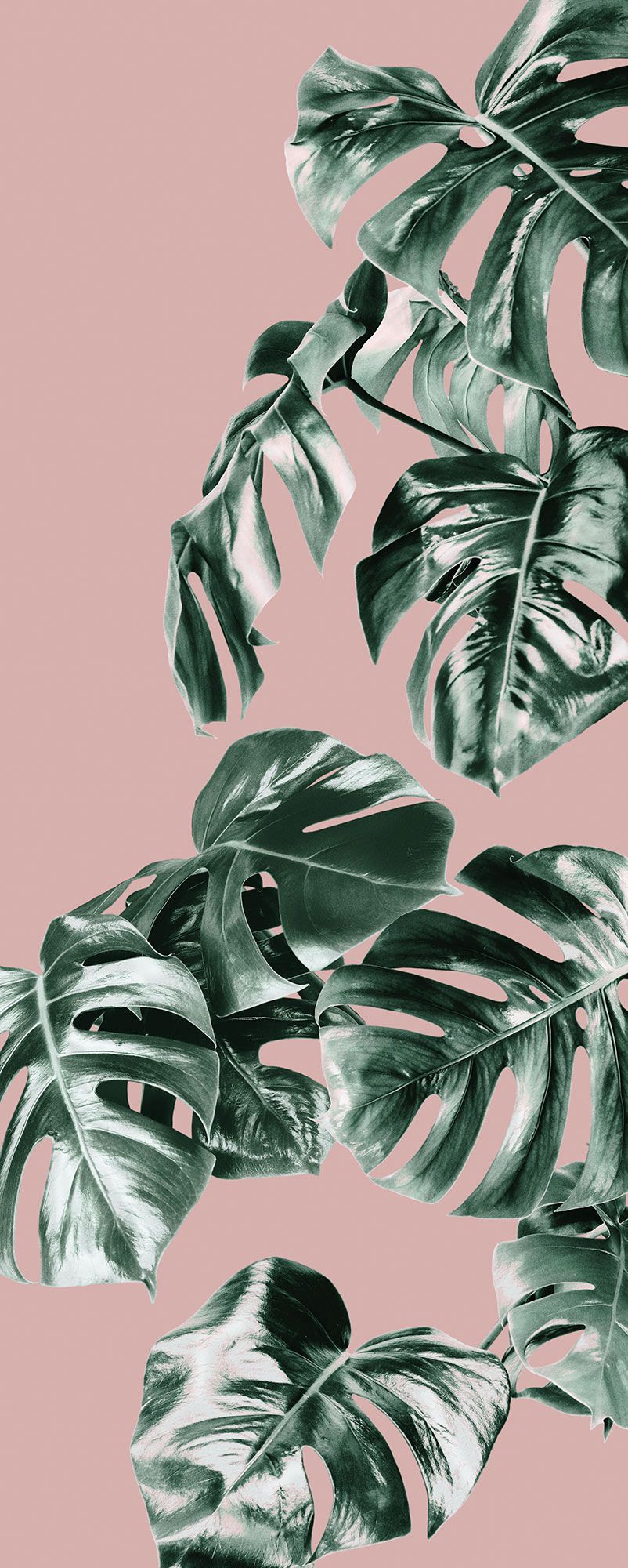 Vlies Fototapete - Monstera Rosé Panel - Größe 100 x 250 cm