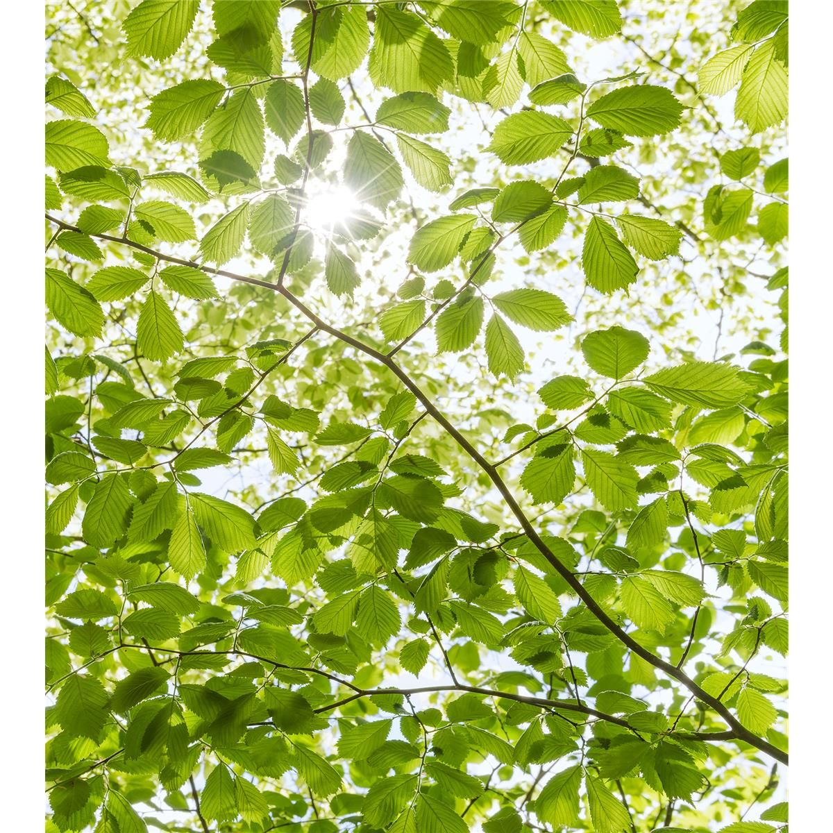 Vlies Fototapete - Im Frühlingswald - Größe 250 x 280 cm