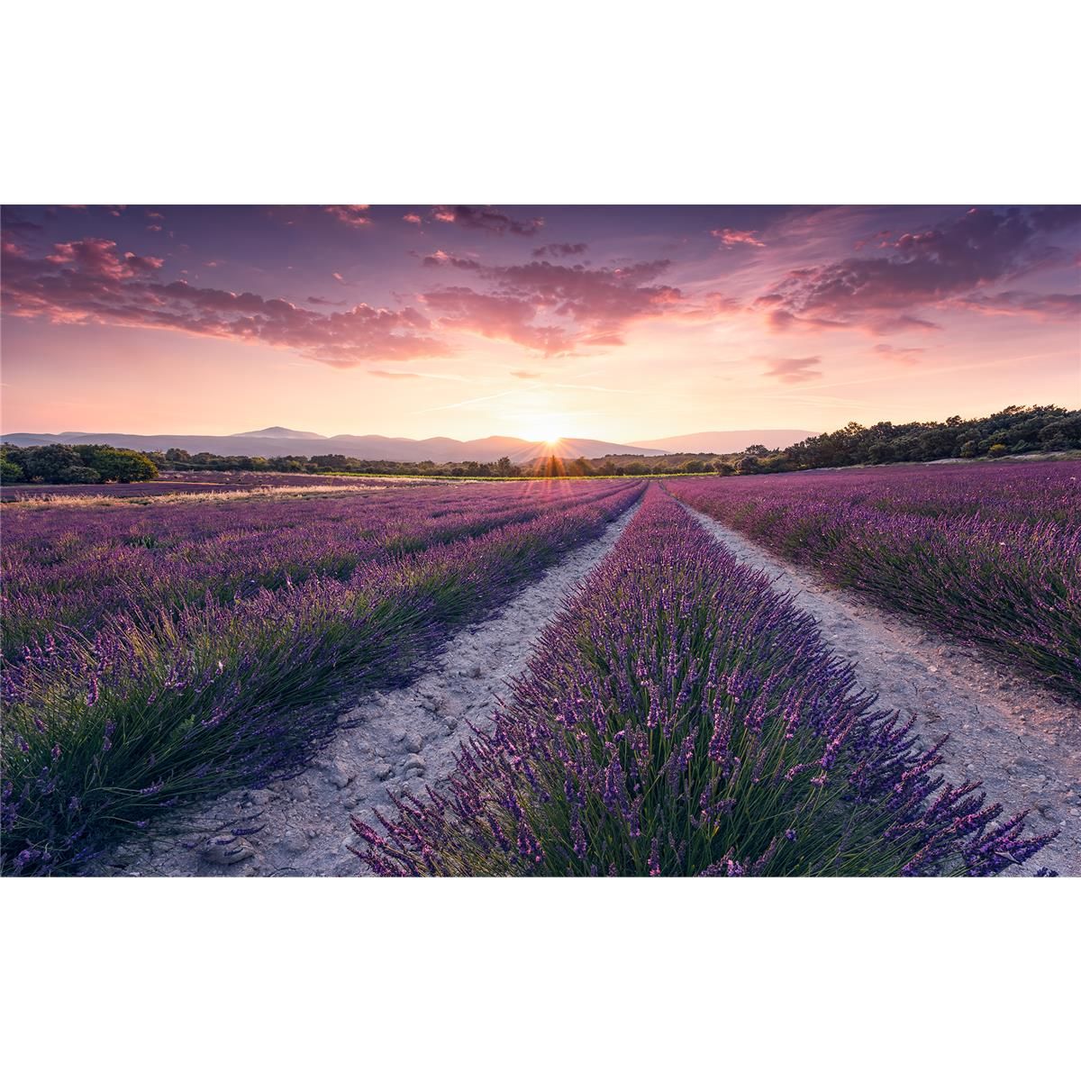 Vlies Fototapete - Lavender Dream - Größe 450 x 280 cm