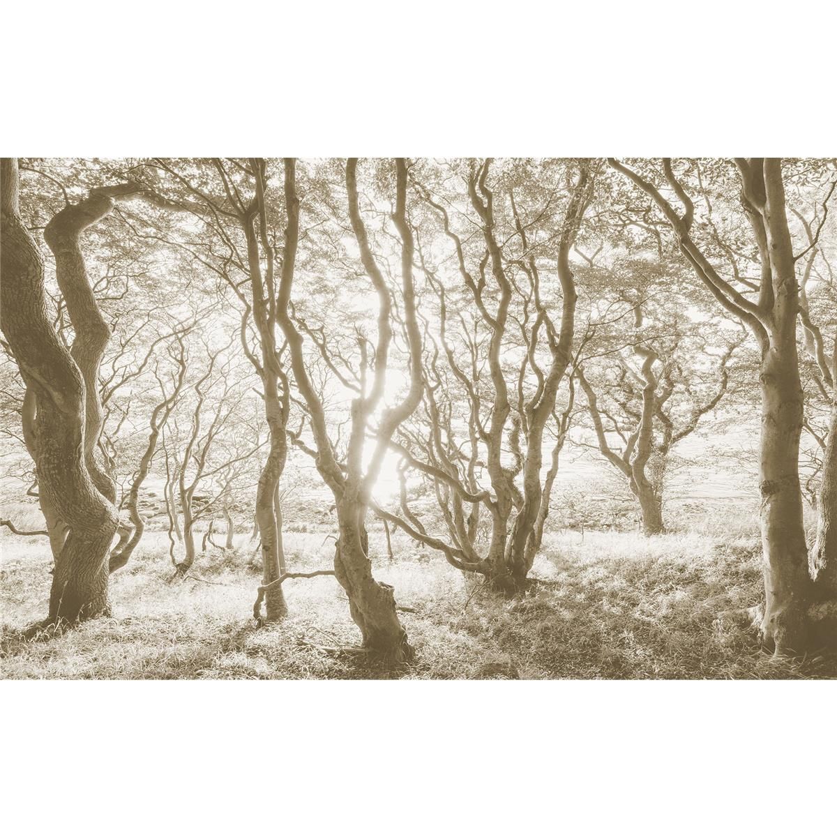 Vlies Fototapete - Bleached Birch - Größe 400 x 250 cm