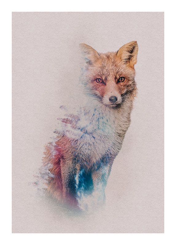 Komar Wandbild - Animals Forest Fox - Größe: 40 x 50 cm