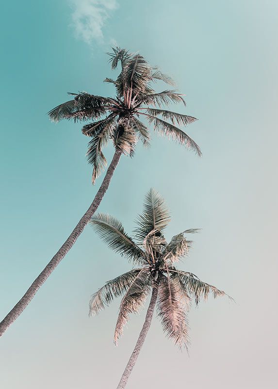 Wandbild - Miami Palms - Größe 40 x 50 cm
