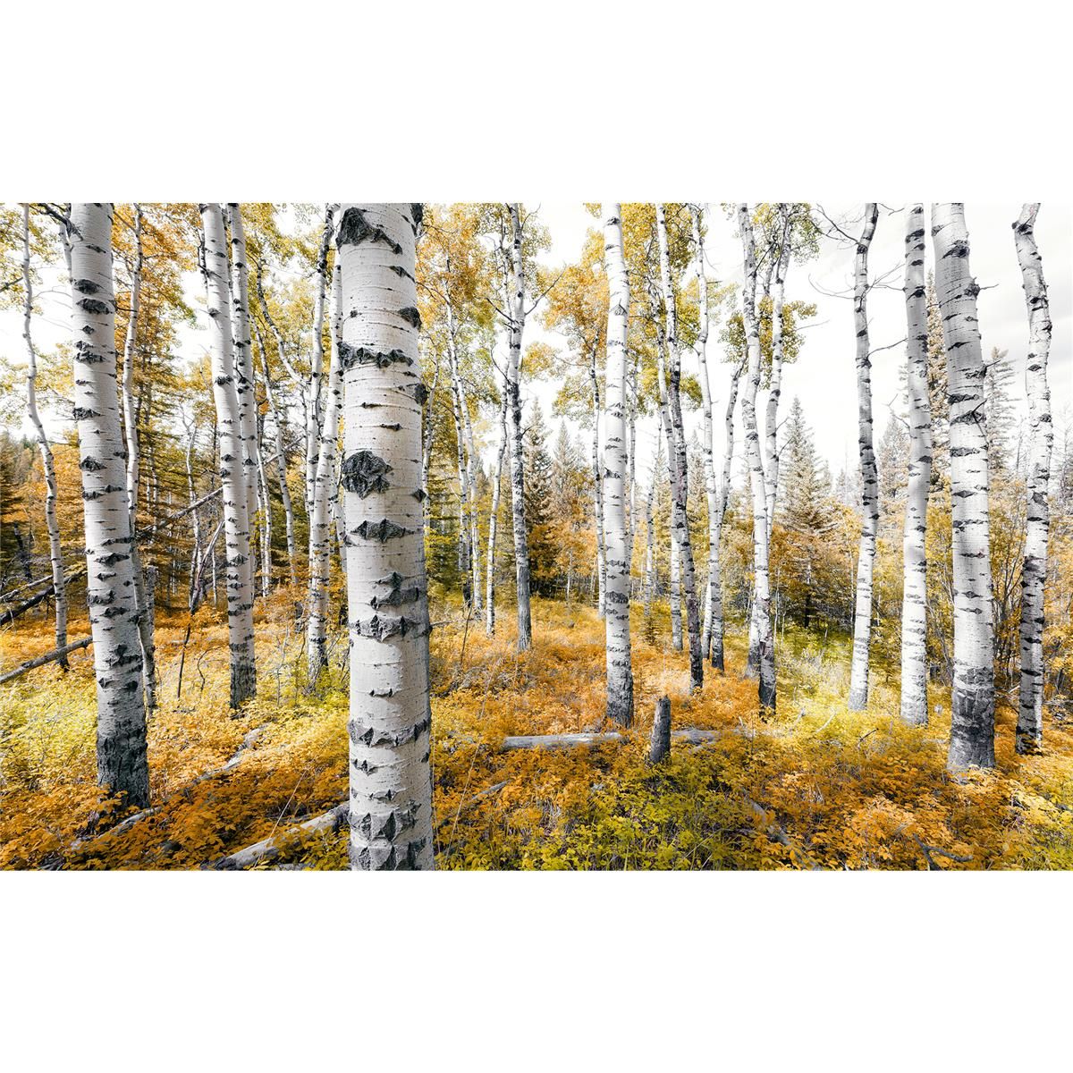 Vlies Fototapete - Colorful Aspenwoods - Größe 450 x 280 cm