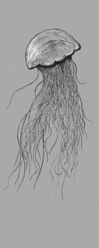 Vlies Fototapete - Jellyfish Panel - Größe 100 x 250 cm