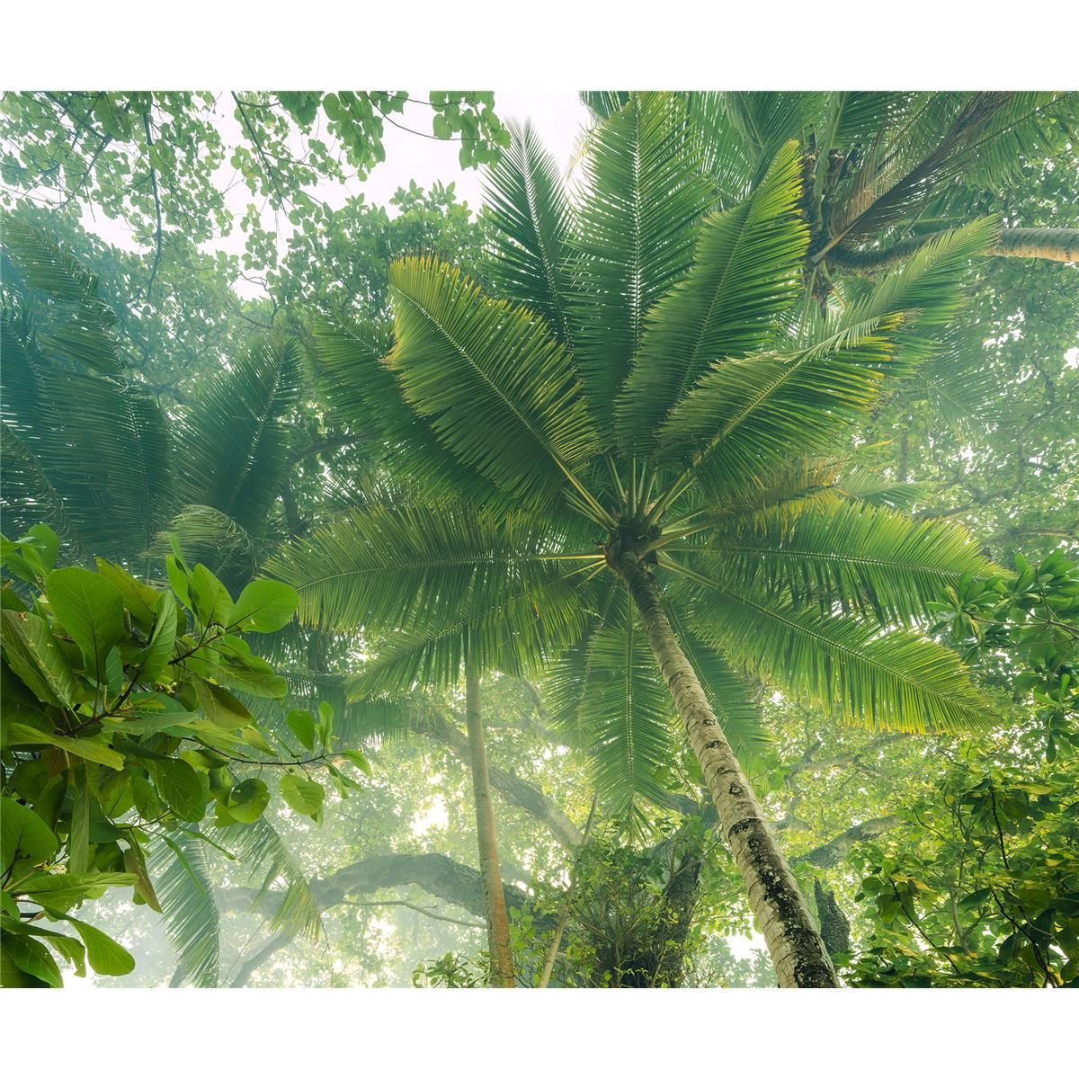 Vlies Fototapete - Climber Canopy - Größe 300 x 250 cm