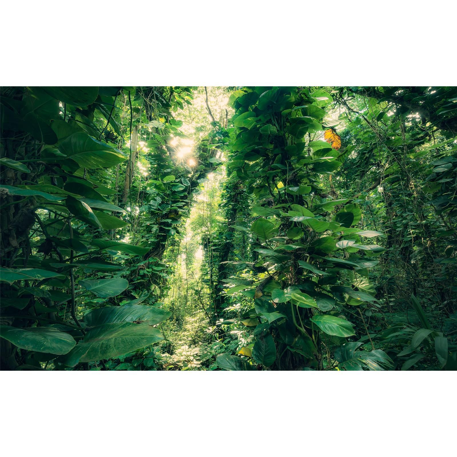 Vlies Fototapete - Green Leaves  - Größe 450 x 280 cm