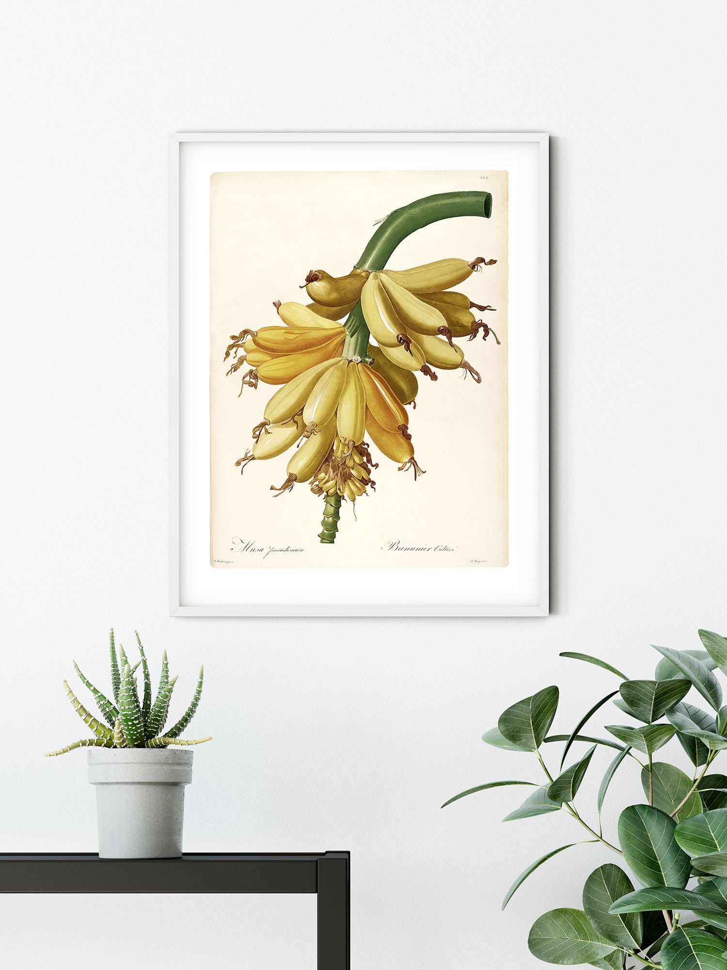 Komar Wandbild - Plantains - Größe: 50 x 70 cm