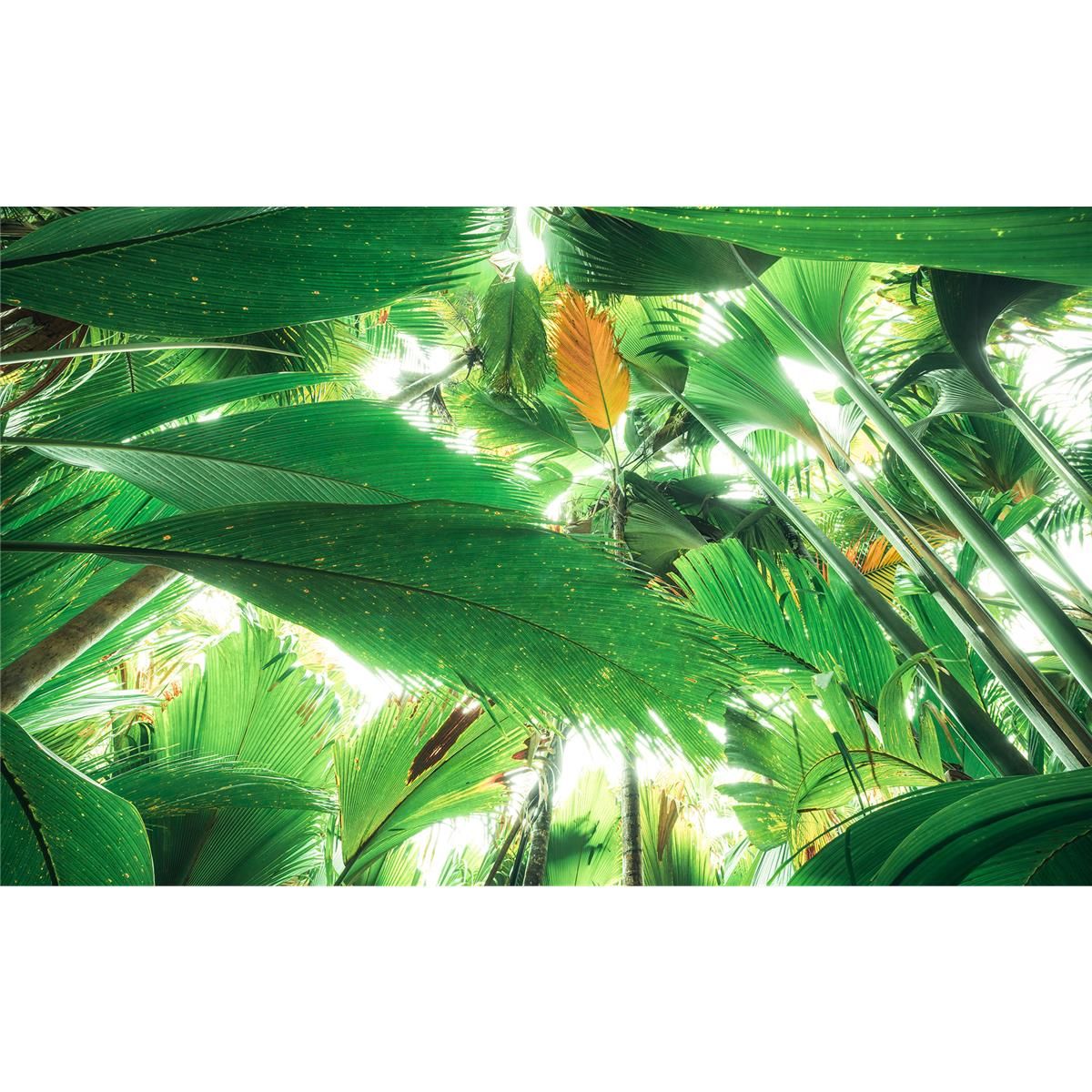 Vlies Fototapete - Dschungeldach II - Größe 450 x 280 cm