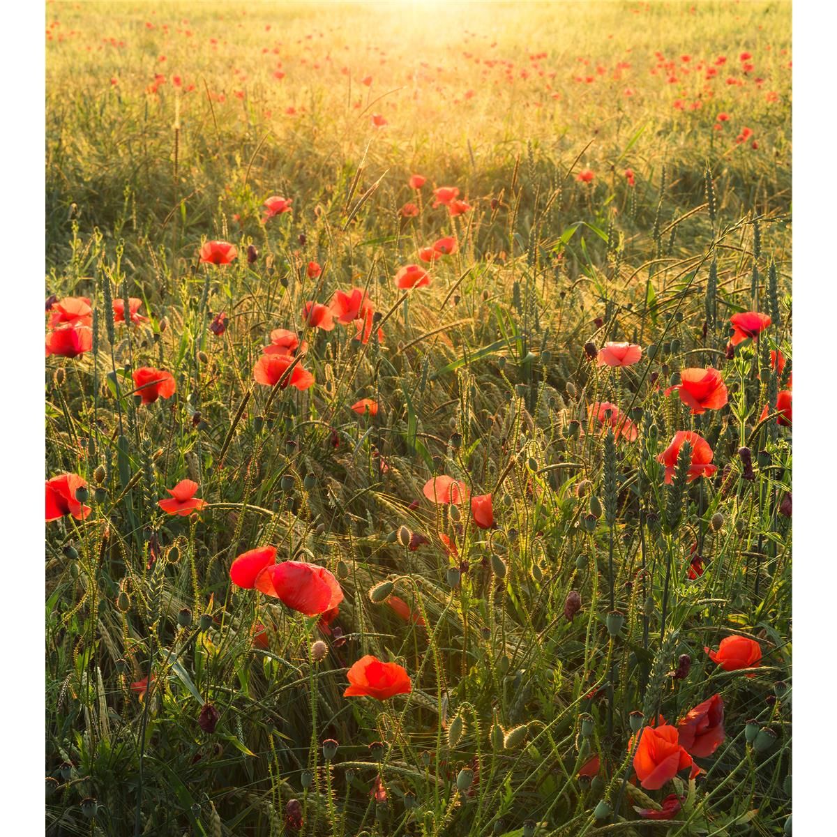 Vlies Fototapete - Poppy World - Größe 250 x 280 cm